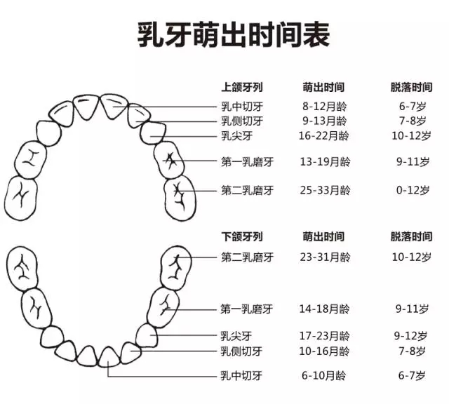 尚佳專業(yè)月嫂丨何時(shí)長牙才算正常？